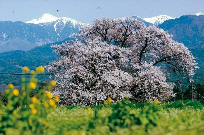 桜と山々