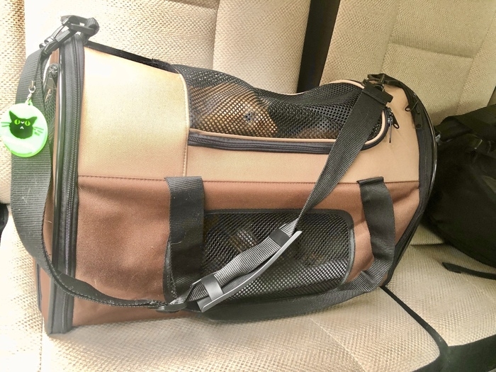 バッグに入った猫