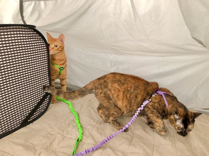 へーネスをつけた猫たち