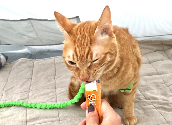 おやつを食べている猫