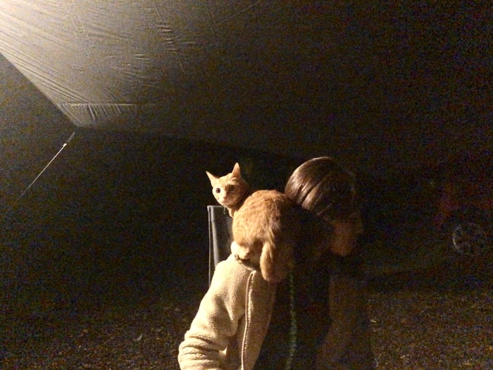 愛猫と一緒にキャンプに出かけよう！実際に行ってみて分かったコト - 猫 ケー
ジ 飼い 夜