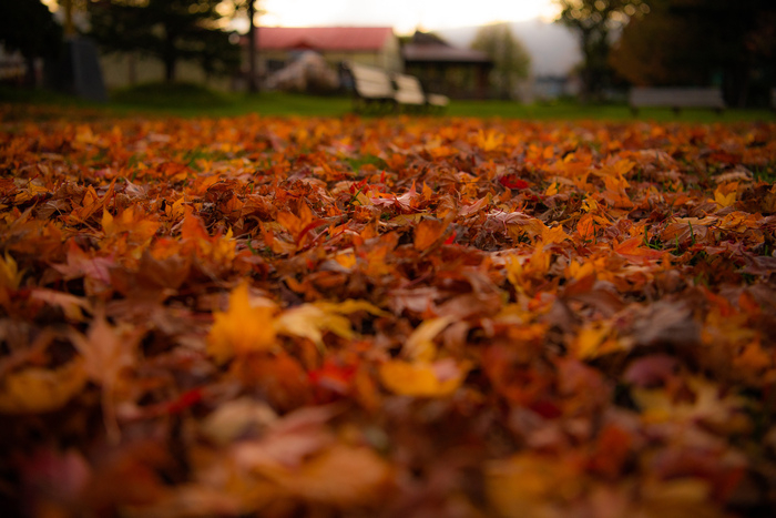 グランピングの紅葉