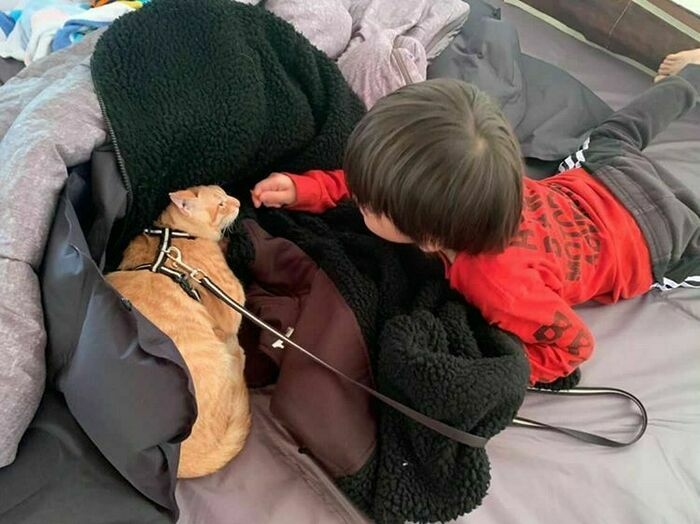 テントの中でたわむれる猫と子ども
