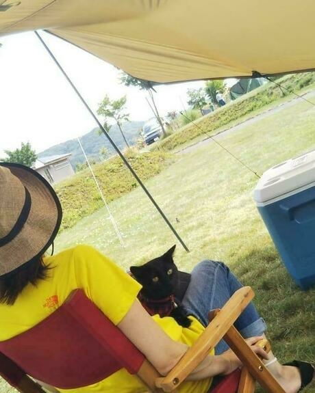 膝でくつろぐ猫
