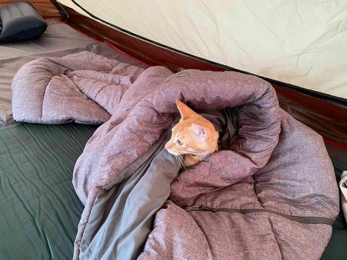 シュラフに包まる猫