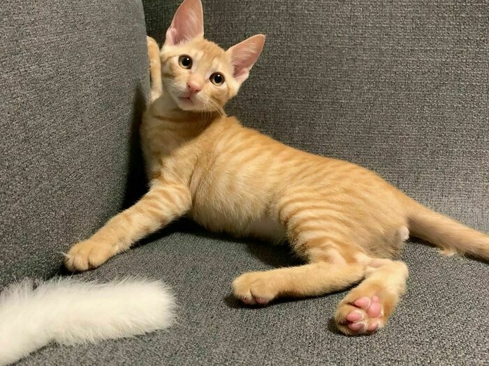 ソファでくつろぐ猫