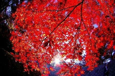 紅葉