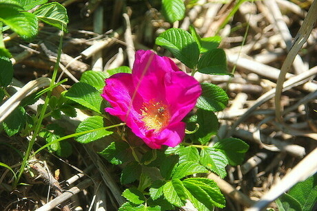 お花