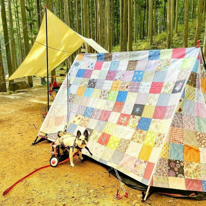 犬と派手なサイト