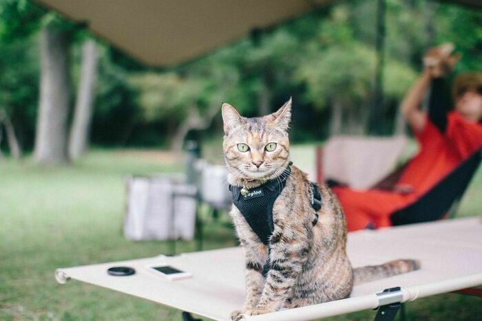 猫キャン