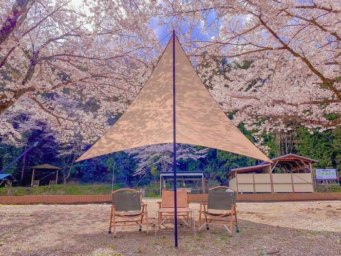 桜のタープ