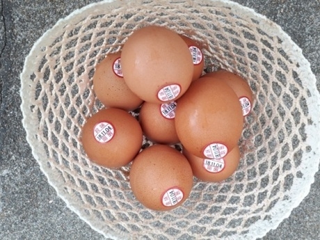 卵の賞味期限