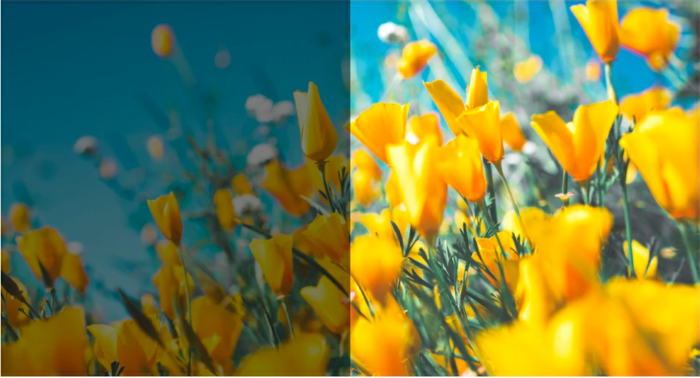 黄色い花の見え方の比較をする画像