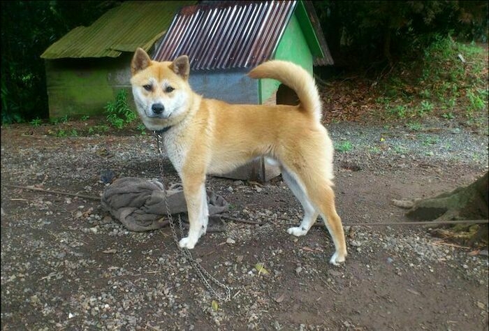 犬
