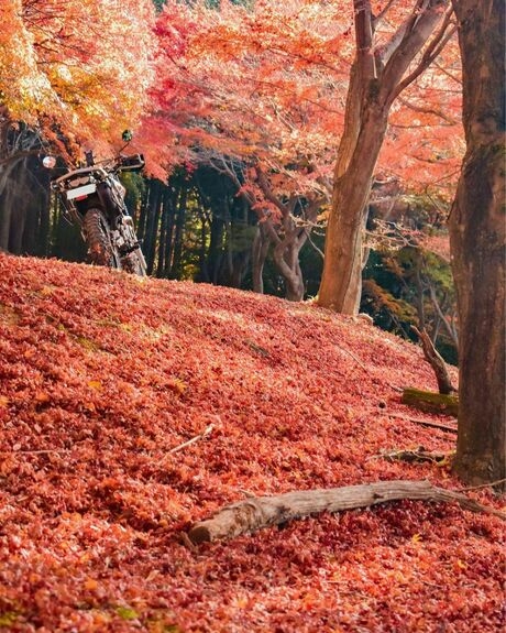 紅葉の中のバイク