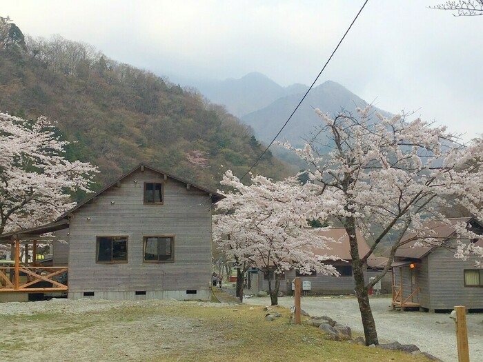 桜が満開の様子