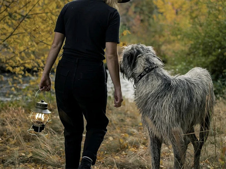 ランタンを持つ女性と犬
