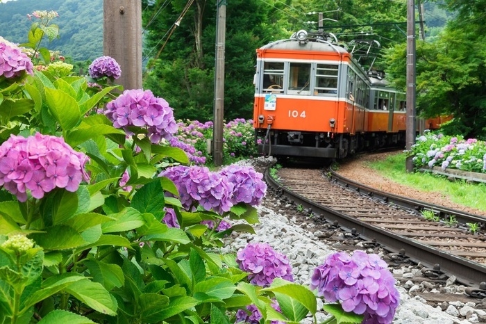 電車とあじさい
