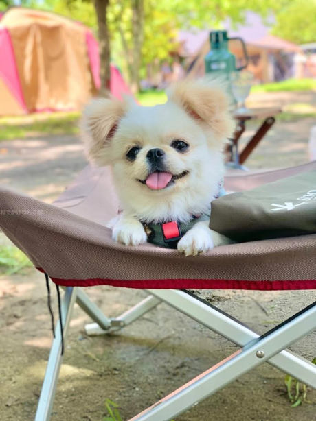 ドックコットに寝る犬