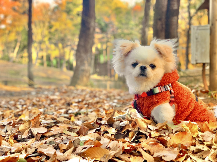 犬連れキャンパーに聞いたデビューのコツ 愛犬と自然の時間を共有できるギア キャンプ場を大公開 キャンプ アウトドア情報メディアhinata
