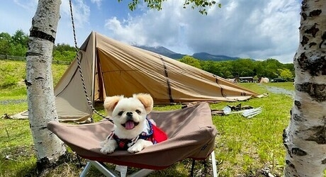 くつろぐ犬