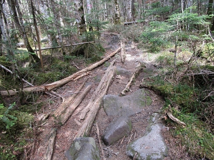 八ヶ岳登山道