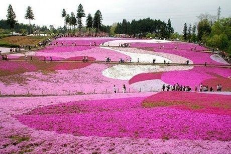 芝桜の丘の様子