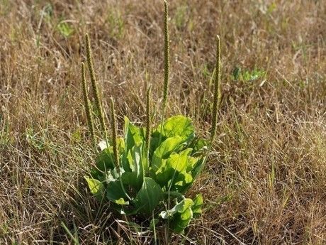 草むらに生えたオオバコ
