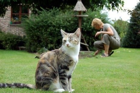 ウインクをしている猫