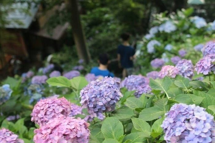一面に広がる満開の紫陽花