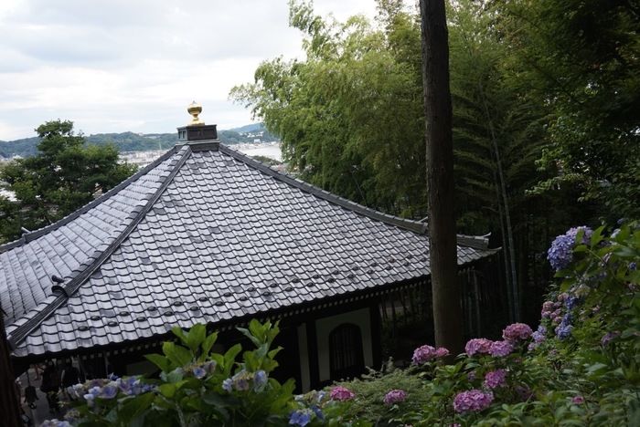 紫陽花散策路から見える竹林とお寺