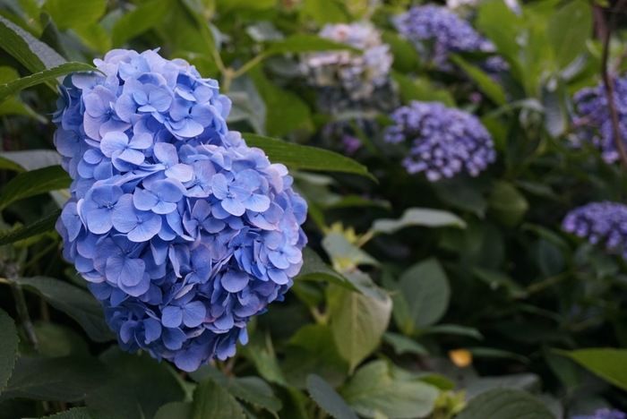紫陽花散策路の紫陽花