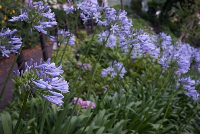 紫陽花散策路の変わった紫陽花