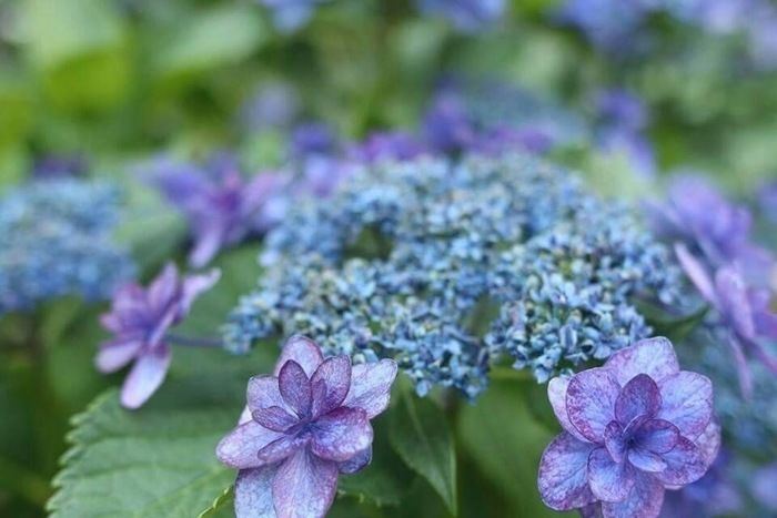 花が開き始めている青紫のあじさい