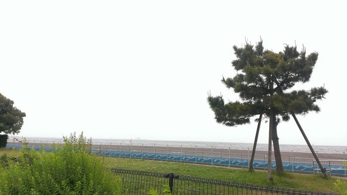 空と草原と木