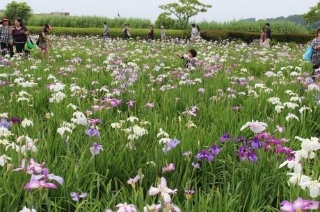 小岩花菖蒲園の菖蒲