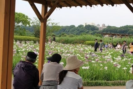 菖蒲をベンチから眺める人々