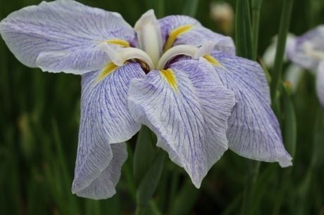 花菖蒲のアップ