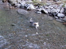 尚仁沢で泳ぐ犬