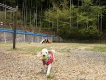 ドッグフリーサイトを歩く犬