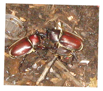 木にとまる2匹のカブトムシ