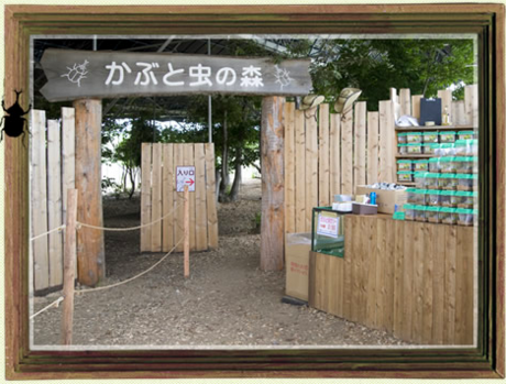 カブトムシの森の入り口