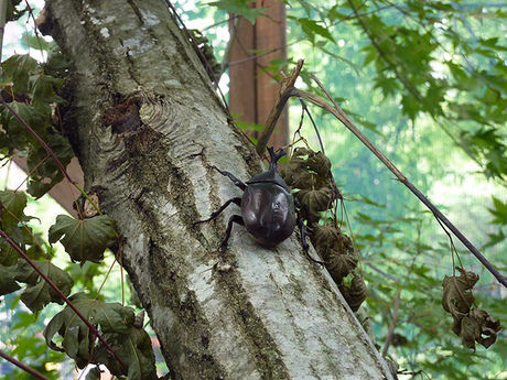 小林ブルーベリー観光農園のカブトムシ