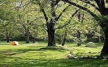 大きな広葉樹と広々した草原が広がる徳澤キャンプ場の様子