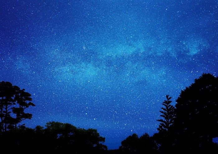 森林から眺める星空