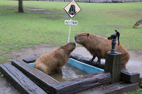 まるでジブリの世界 阿蘇ファームヴィレッジのグランピングが素敵 2ページ目 キャンプ アウトドア情報メディアhinata