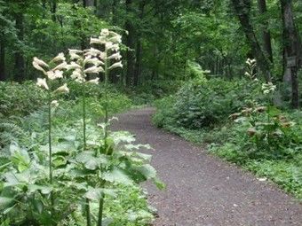 道立野幌森林公園