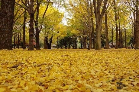 紅葉したイチョウの絨毯