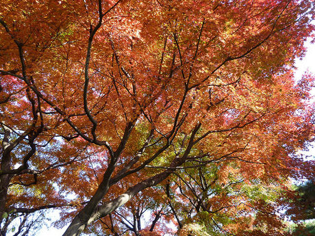 等々力渓谷公園の紅葉