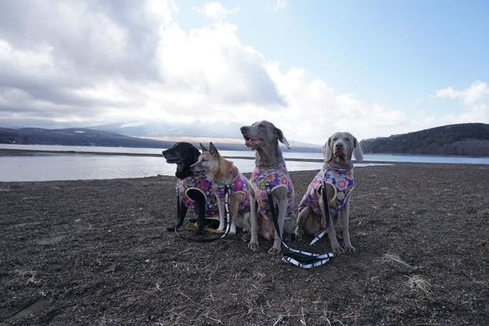 海辺を散歩する4匹の犬